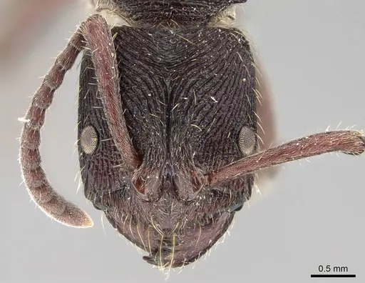 Odontoponera denticulata specimen CASENT0919898 image casent0919898_2