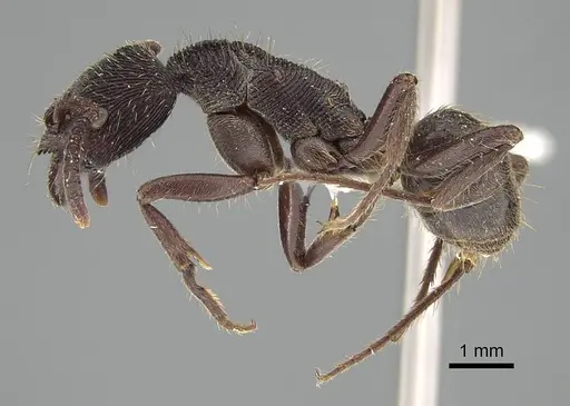 Odontoponera denticulata specimen CASENT0919898 image casent0919898_3