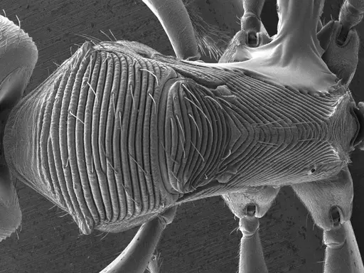 Odontoponera transversa specimen ANTWEB1008558 image antweb1008558_1