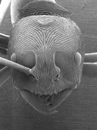 Odontoponera transversa specimen ANTWEB1008558 image antweb1008558_2