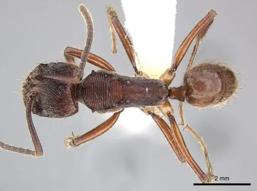 Odontoponera transversa specimen CASENT0249126 image casent0249126_1