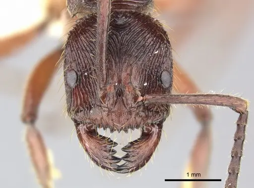 Odontoponera transversa specimen CASENT0249126 image casent0249126_2