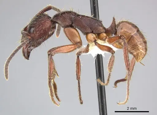 Odontoponera transversa specimen CASENT0249126 image casent0249126_3