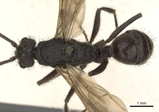 Odontoponera transversa specimen CASENT0900665 image casent0900665_1