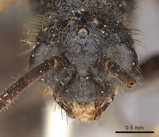 Odontoponera transversa specimen CASENT0900665 image casent0900665_2