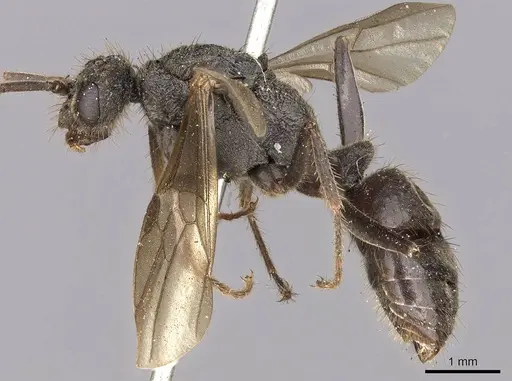 Odontoponera transversa specimen CASENT0900665 image casent0900665_3