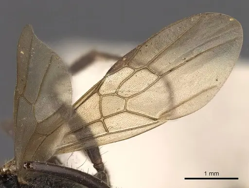 Odontoponera transversa specimen CASENT0900665 image casent0900665_4