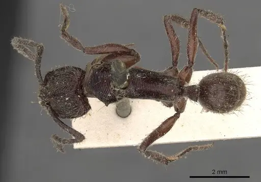 Odontoponera transversa specimen CASENT0900666 image casent0900666_1