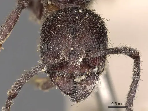 Odontoponera transversa specimen CASENT0900666 image casent0900666_2