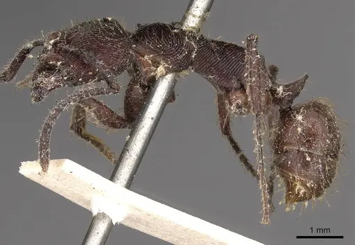 Odontoponera transversa specimen CASENT0900666 image casent0900666_3