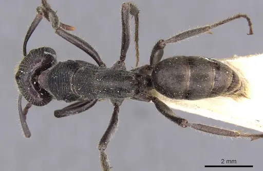 Odontoponera transversa specimen CASENT0907214 image casent0907214_1