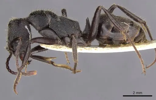 Odontoponera transversa specimen CASENT0907214 image casent0907214_3