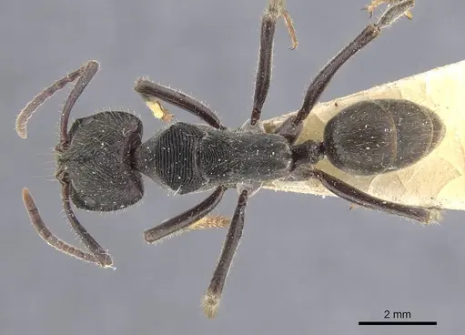 Odontoponera transversa specimen CASENT0911207 image casent0911207_1