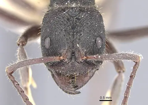 Odontoponera transversa specimen CASENT0911207 image casent0911207_2