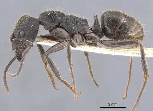 Odontoponera transversa specimen CASENT0911207 image casent0911207_3