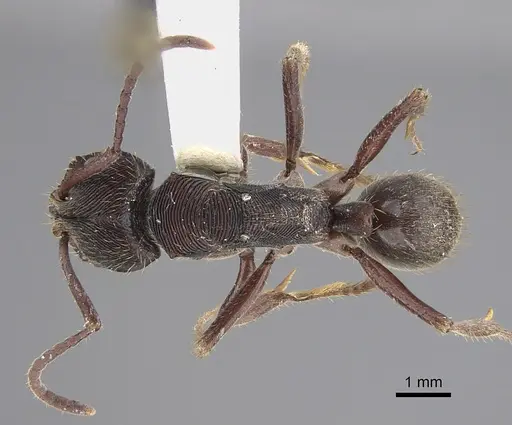 Odontoponera transversa specimen CASENT0923419 image casent0923419_1