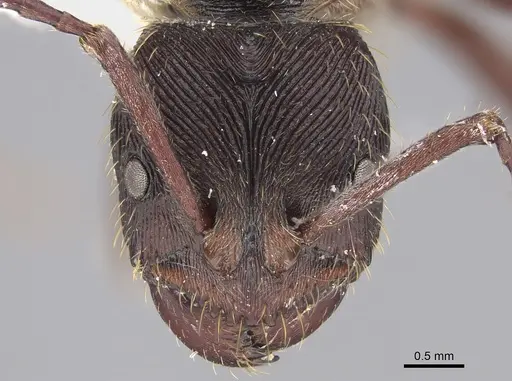 Odontoponera transversa specimen CASENT0923419 image casent0923419_2