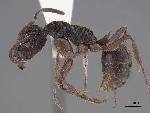 Odontoponera transversa specimen CASENT0923419 image casent0923419_3