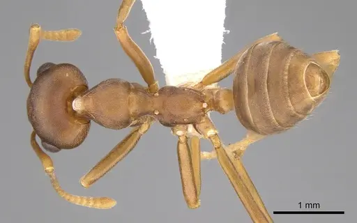Oecophylla longinoda specimen CASENT0281136 image casent0281136_1