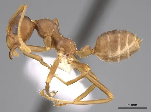Oecophylla longinoda specimen CASENT0281136 image casent0281136_3
