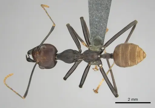 Oecophylla longinoda specimen CASENT0815719 image casent0815719_1