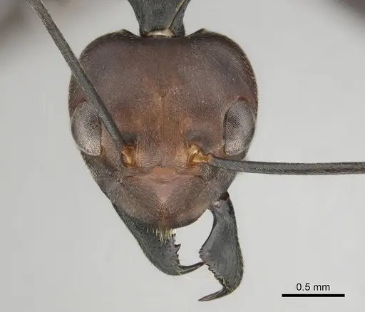 Oecophylla longinoda specimen CASENT0815719 image casent0815719_2
