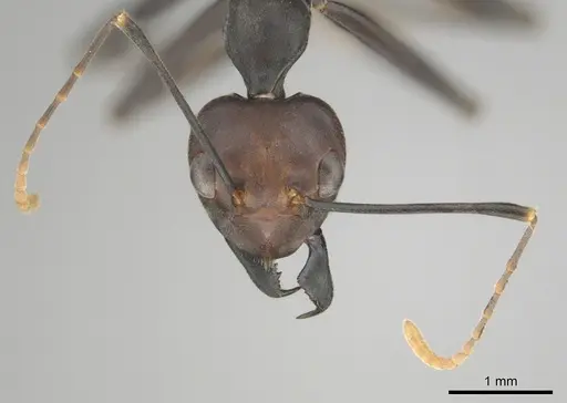 Oecophylla longinoda specimen CASENT0815719 image casent0815719_3