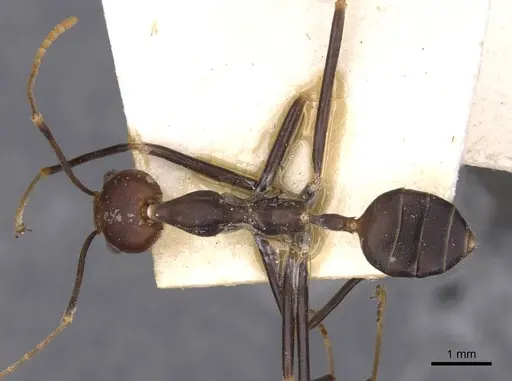 Oecophylla longinoda specimen CASENT0909941 image casent0909941_1