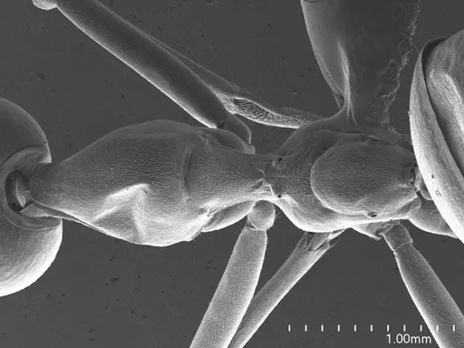 Oecophylla smaragdina specimen ANTWEB1008559 image antweb1008559_1