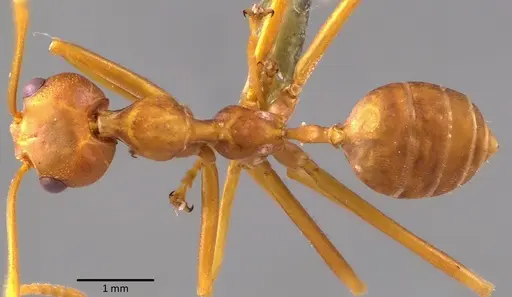 Oecophylla smaragdina specimen ANTWEB1041772 image antweb1041772_1