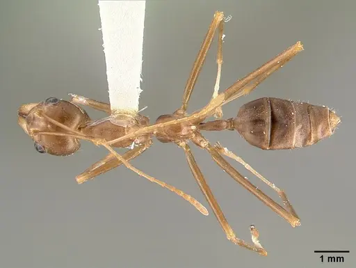 Oecophylla smaragdina specimen CASENT0010656 image casent0010656_1