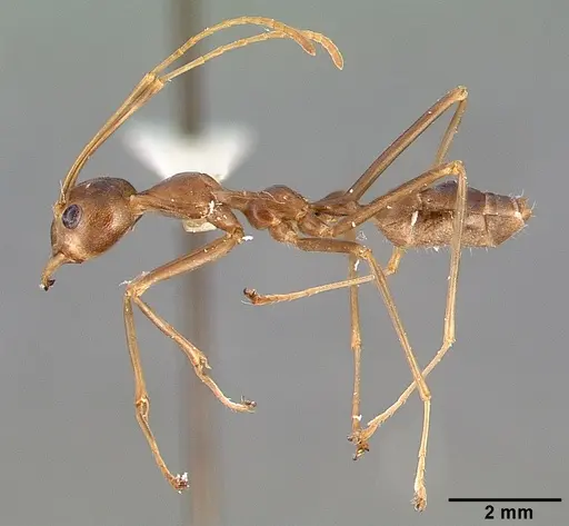 Oecophylla smaragdina specimen CASENT0010656 image casent0010656_4