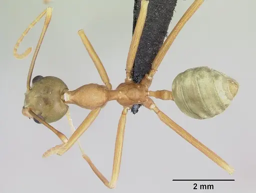 Oecophylla smaragdina specimen CASENT0070232 image casent0070232_1