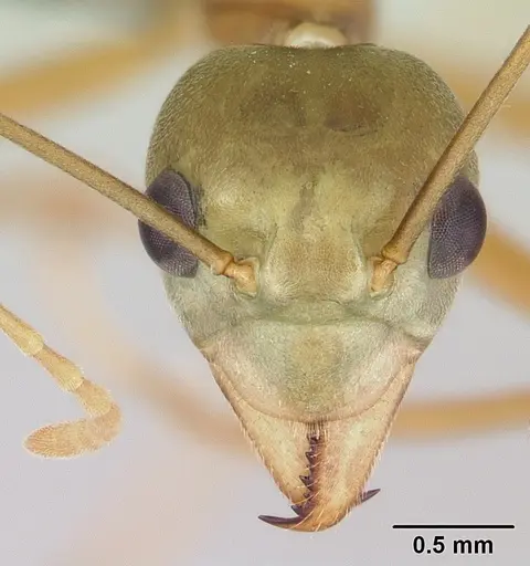 Oecophylla smaragdina specimen CASENT0070232 image casent0070232_2