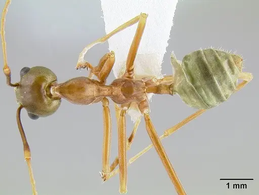 Oecophylla smaragdina specimen CASENT0106113 image casent0106113_1