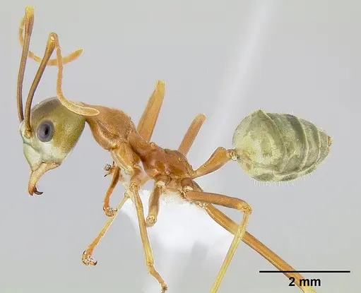 Oecophylla smaragdina specimen CASENT0106113 image casent0106113_3