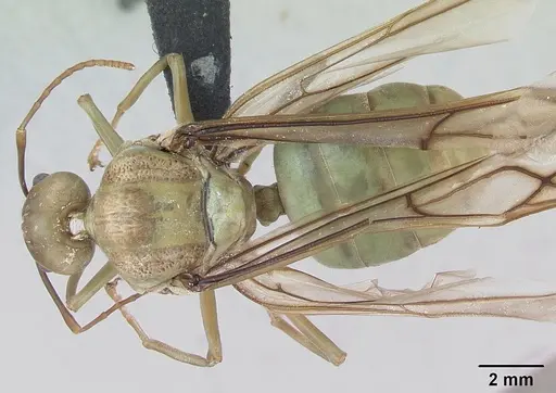 Oecophylla smaragdina specimen CASENT0173644 image casent0173644_1