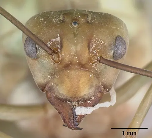 Oecophylla smaragdina specimen CASENT0173644 image casent0173644_2