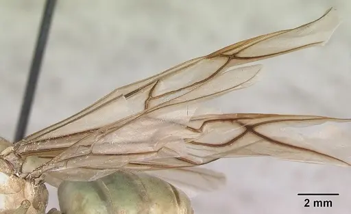 Oecophylla smaragdina specimen CASENT0173644 image casent0173644_4