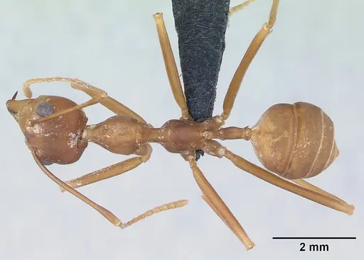 Oecophylla smaragdina specimen CASENT0173646 image casent0173646_1