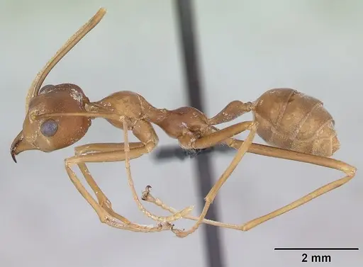Oecophylla smaragdina specimen CASENT0173646 image casent0173646_3