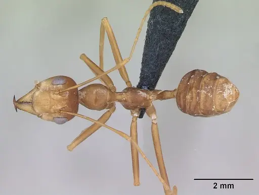 Oecophylla smaragdina specimen CASENT0173647 image casent0173647_1