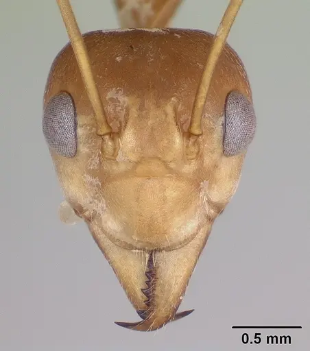 Oecophylla smaragdina specimen CASENT0173647 image casent0173647_2