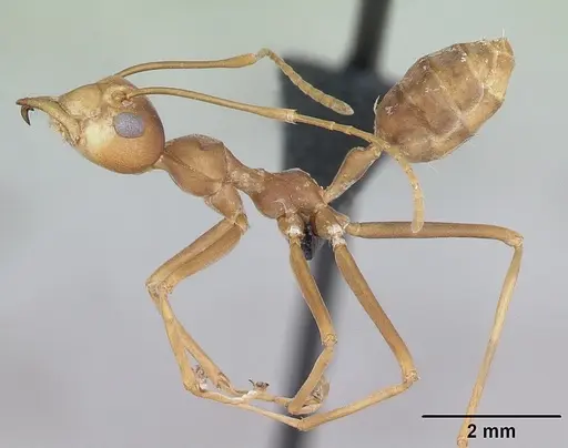 Oecophylla smaragdina specimen CASENT0173647 image casent0173647_3