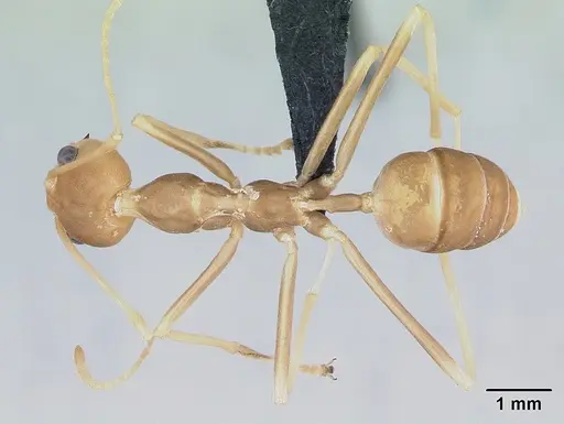 Oecophylla smaragdina specimen CASENT0173648 image casent0173648_1