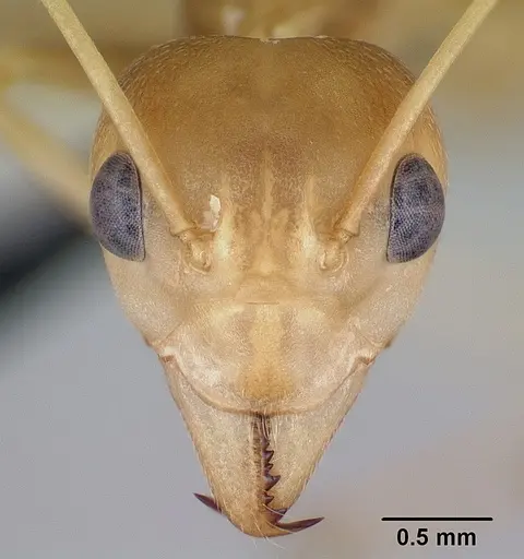 Oecophylla smaragdina specimen CASENT0173648 image casent0173648_2