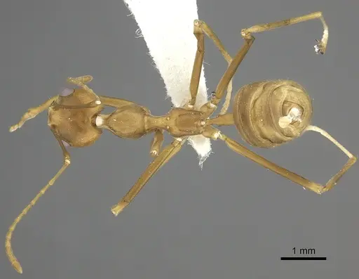 Oecophylla smaragdina specimen CASENT0219654 image casent0219654_1