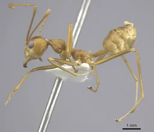 Oecophylla smaragdina specimen CASENT0219654 image casent0219654_3