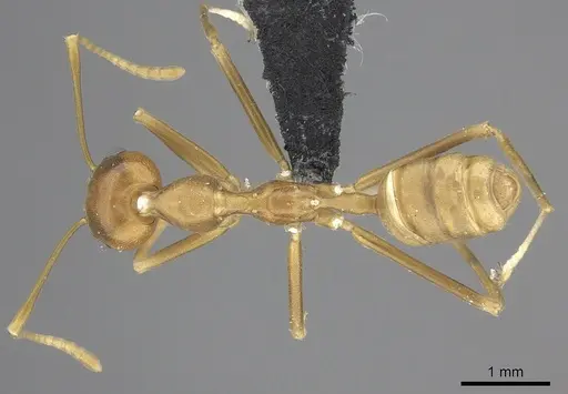 Oecophylla smaragdina specimen CASENT0219677 image casent0219677_1