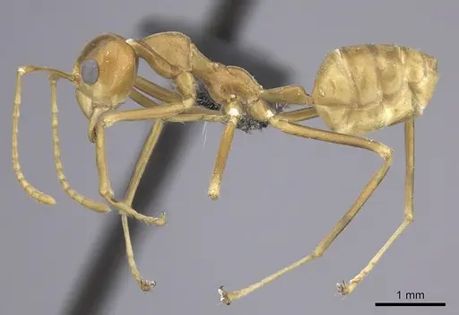 Oecophylla smaragdina specimen CASENT0219677 image casent0219677_3
